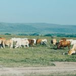 pexels-photo-1199688